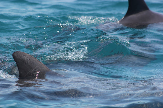 Swimming With Dolphins Kisite Marine Park