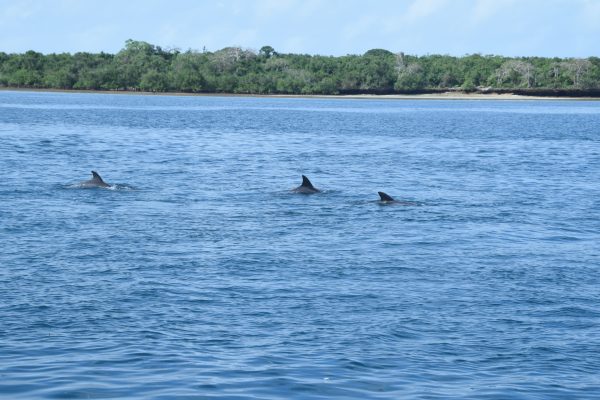 Diani Dolphin Spotting