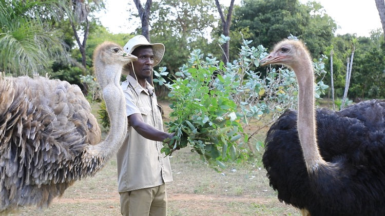 A day with the giraffes in Diani