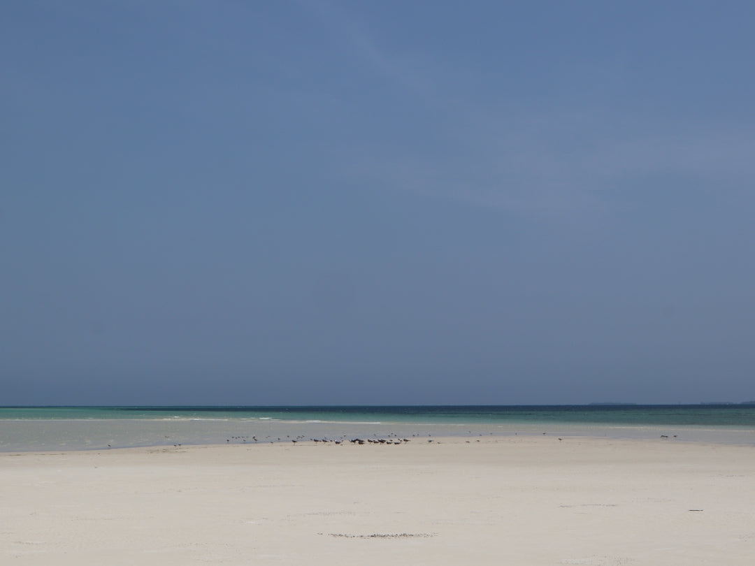 Scenic view of the ocean and sky with group of birds on an emerging sandbank.
