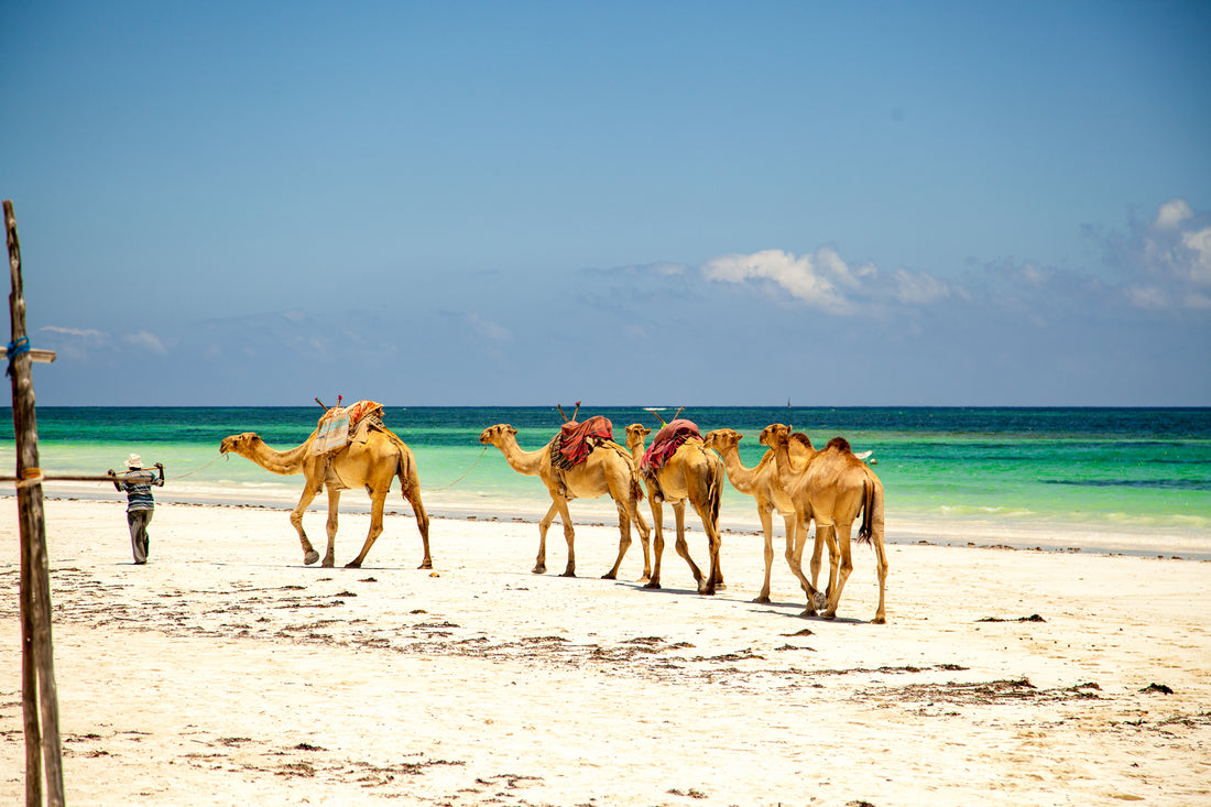 Things to do in Diani beach
