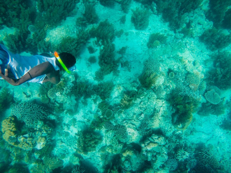Full-Day Snorkeling Tour to Kisite Marine Park with Wasini Island