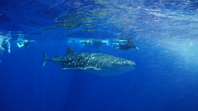 Whale Shark Spotting | Diani beach Kenya – Coral Spirit