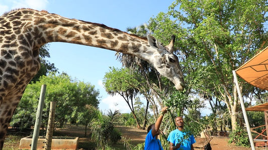 A day with the giraffes in Diani