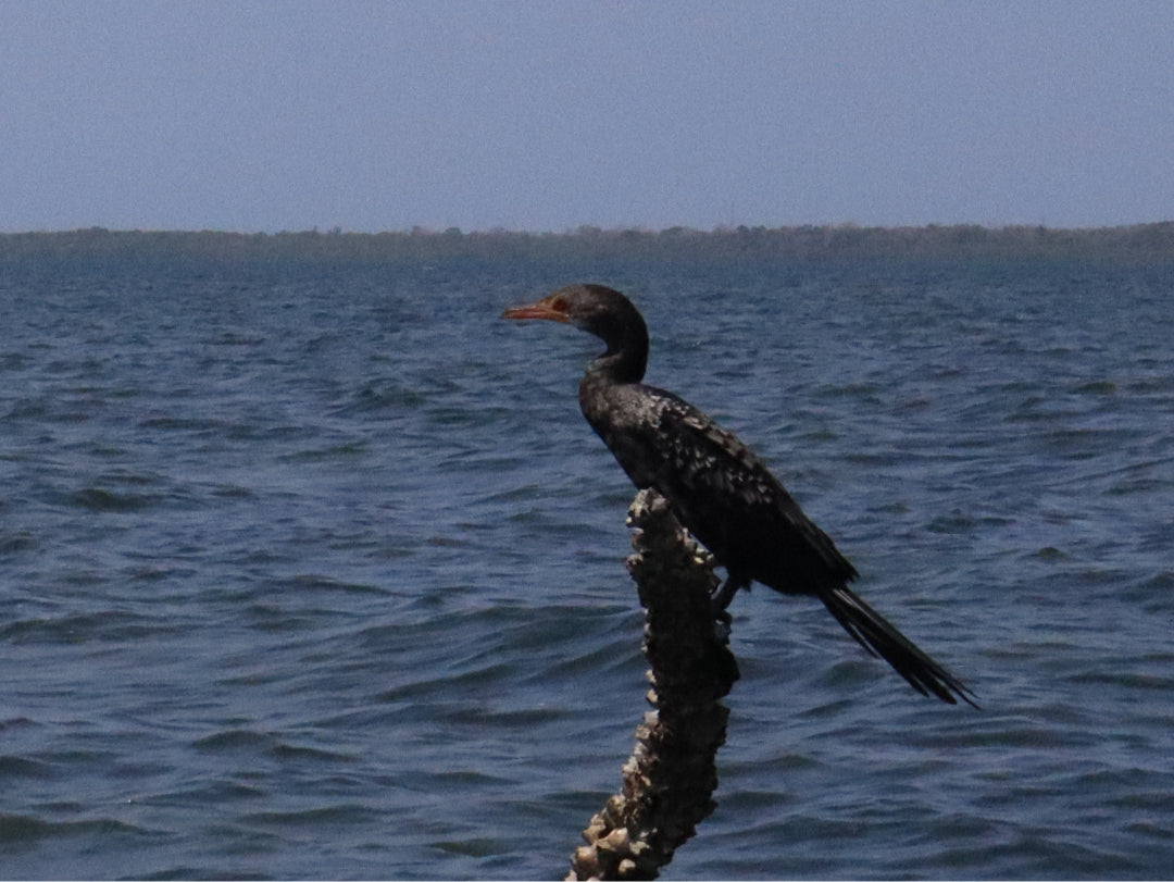 Black Cormorant perched on a twig in with an ocean background