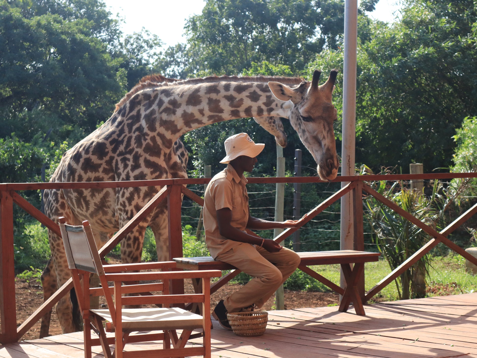Giraffe being fed by a ranger at Borabora Wildlife Park in Diani