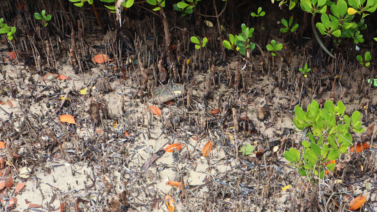 CSR Experience: Gazi Women and Mangrove Planting
