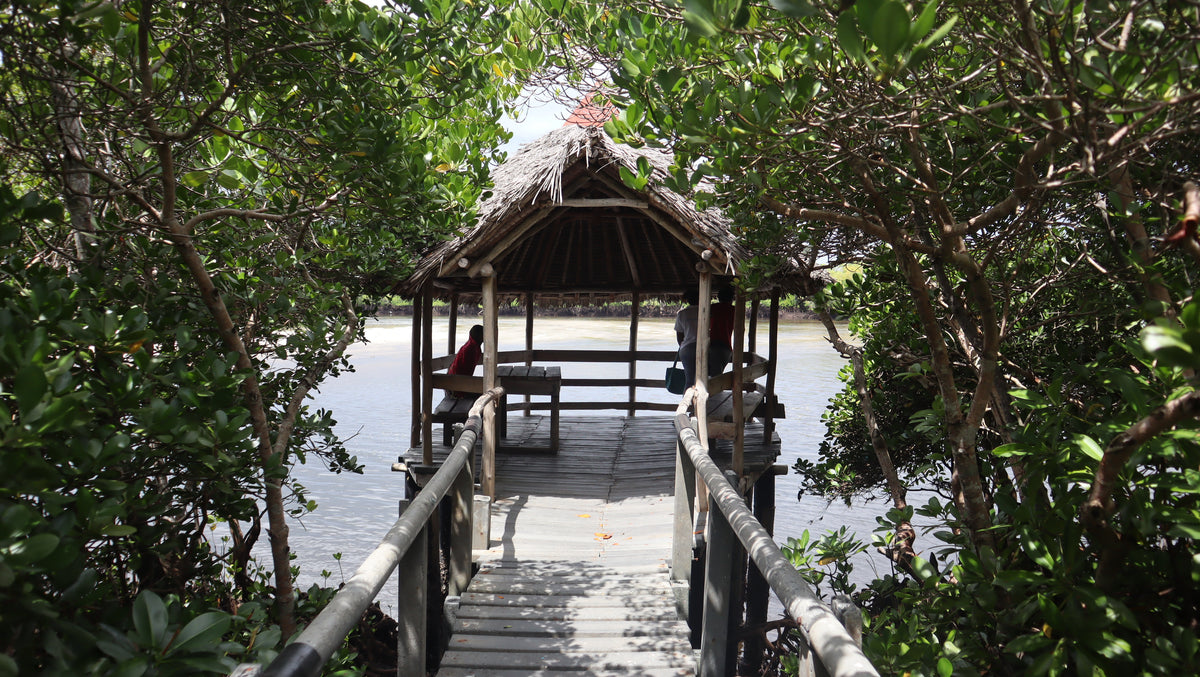 Gazi Mangrove Tour and Boat Trip