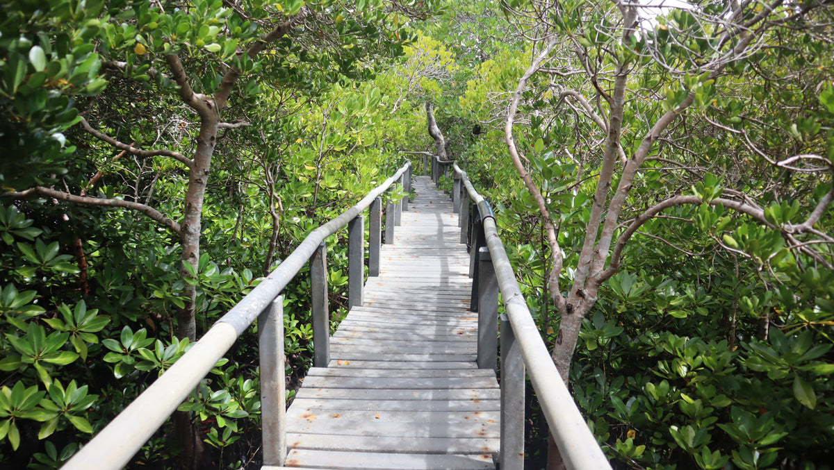 Gazi Bird-Watching Trip