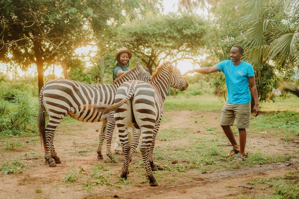 Two zebras interacting with a person in a wildlife park.
