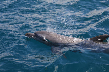 Dolphin pswimming in the ocean with blue water