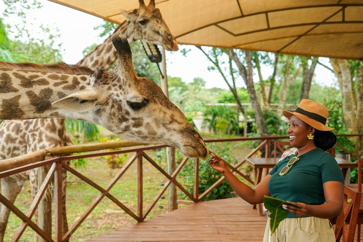 A lady feeding a giraffe at a wildlife park in Diani, Kenya.