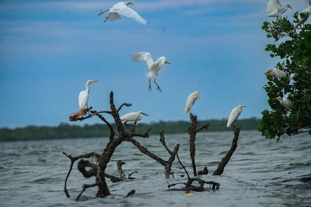 White egrets perched on branches over water with a clear blue sky.