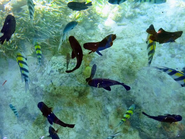 Diving in Diani