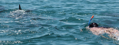 Diani Dolphin Spotting